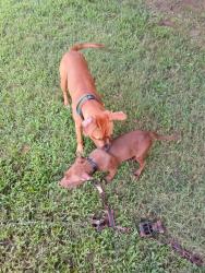 Lost Male Dog last seen Piggly wiggly, Nashville, TN 37207
