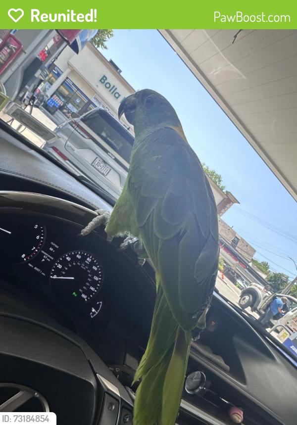 Reunited Female Bird last seen Near, Queens, NY 11358