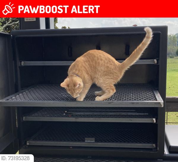 Lost Male Cat last seen Old Batson Rd, Greenville County, SC 29687
