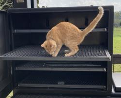 Lost Male Cat last seen Old Batson Rd, Greenville County, SC 29687