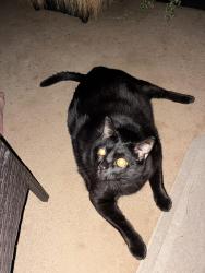 Lost Female Cat last seen rue Dollard corner rue Coteau Rouge, Longueuil, Longueuil, QC 