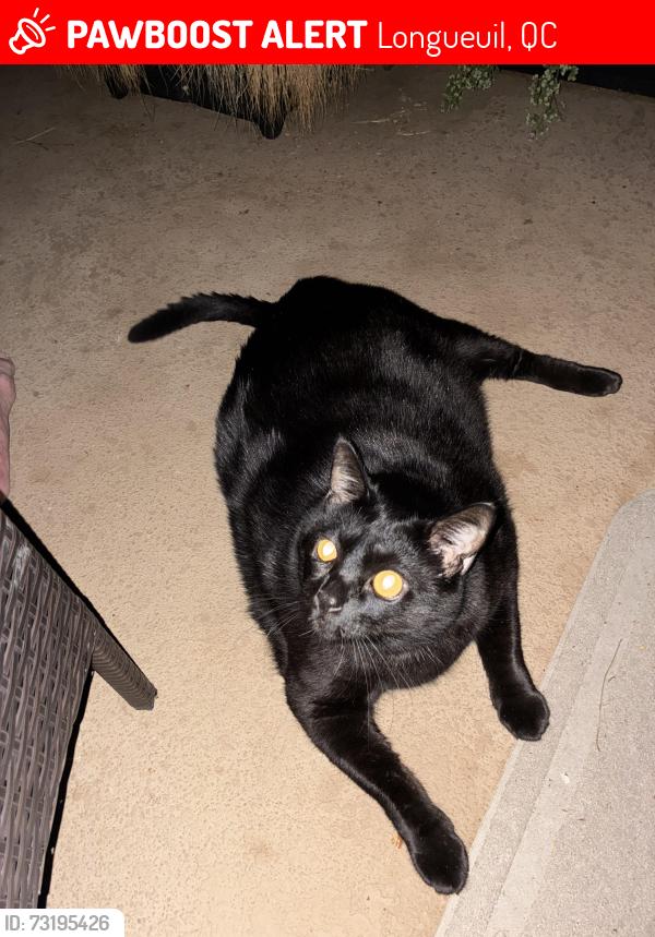 Lost Female Cat last seen rue Dollard corner rue Coteau Rouge, Longueuil, Longueuil, QC 