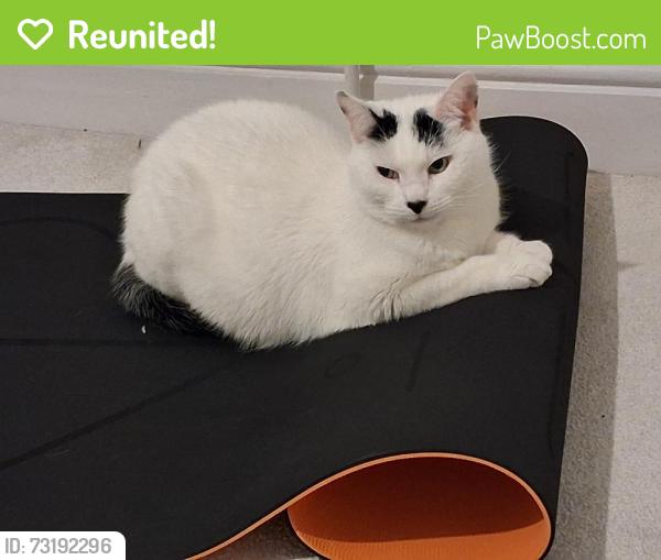 Reunited Female Cat last seen Unthank Road, Norfolk, England NR2 3LD