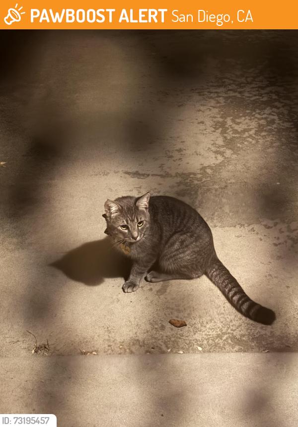 Found/Stray Unknown Cat last seen Birkdale Way & Mt. Abernathy in Clairemont, San Diego, CA 92117