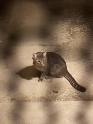 Found/Stray Unknown Cat last seen Birkdale Way & Mt. Abernathy in Clairemont, San Diego, CA 92117