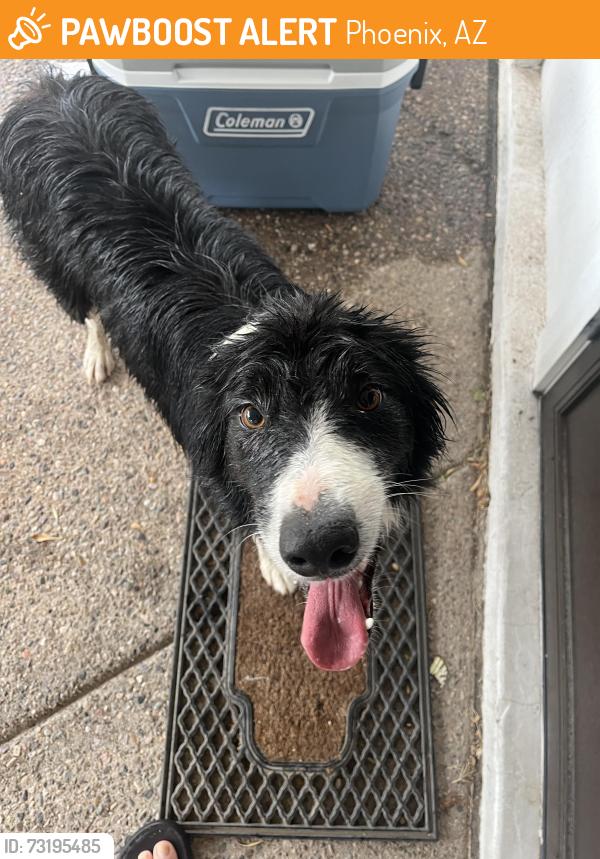 Found/Stray Unknown Dog last seen 35th Street and Osborn 85018, Phoenix, AZ 85018