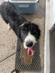 Found/Stray Unknown Dog last seen 35th Street and Osborn 85018, Phoenix, AZ 85018