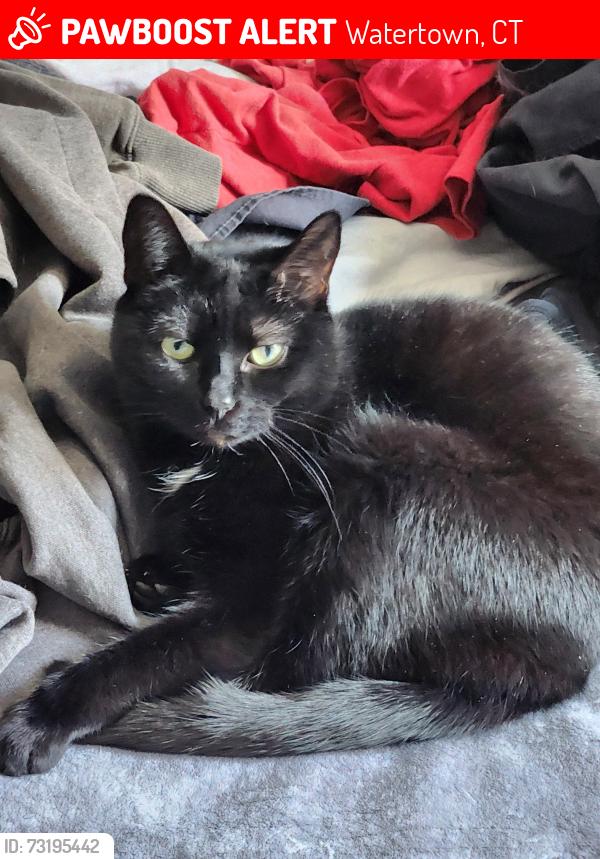 Lost Female Cat last seen Cherry st Watertown, Watertown, CT 06795