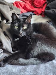 Lost Female Cat last seen Cherry st Watertown, Watertown, CT 06795
