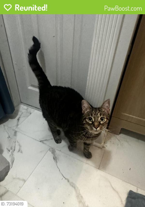 Reunited Unknown Cat last seen Followed home from Kensington & Cleveland, Richmond, VA 23221