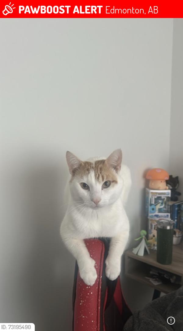 Lost Male Cat last seen Near 183 Ave NW, Edmonton, AB 