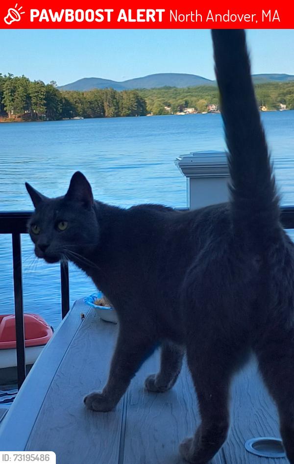 Lost Male Cat last seen Village Greens Andover, Ma, North Andover, MA 01845