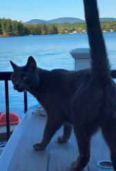 Lost Male Cat last seen Village Greens Andover, Ma, North Andover, MA 01845