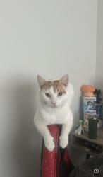 Lost Male Cat last seen Near 183 Ave NW, Edmonton, AB 
