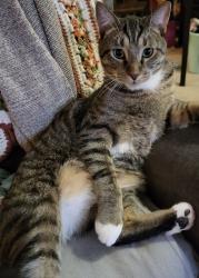 Lost Male Cat last seen Near W Kilgore, portage, mi 49024, Portage, MI 49024