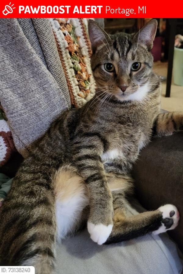 Lost Male Cat last seen Near W Kilgore, portage, mi 49024, Portage, MI 49024