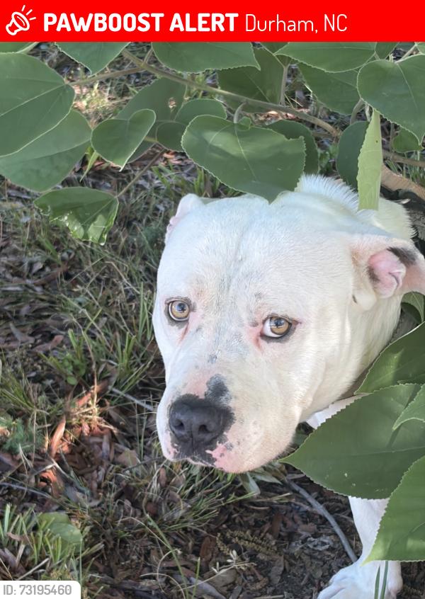 Lost Male Dog last seen Durham tech, Durham, NC 27703