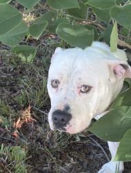 Lost Male Dog last seen Durham tech, Durham, NC 27703