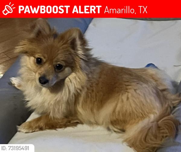 Lost Female Dog last seen Osage St around Caprock High School, Amarillo, TX 79103