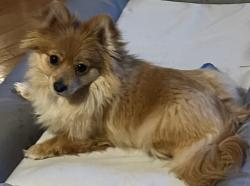 Lost Female Dog last seen Osage St around Caprock High School, Amarillo, TX 79103