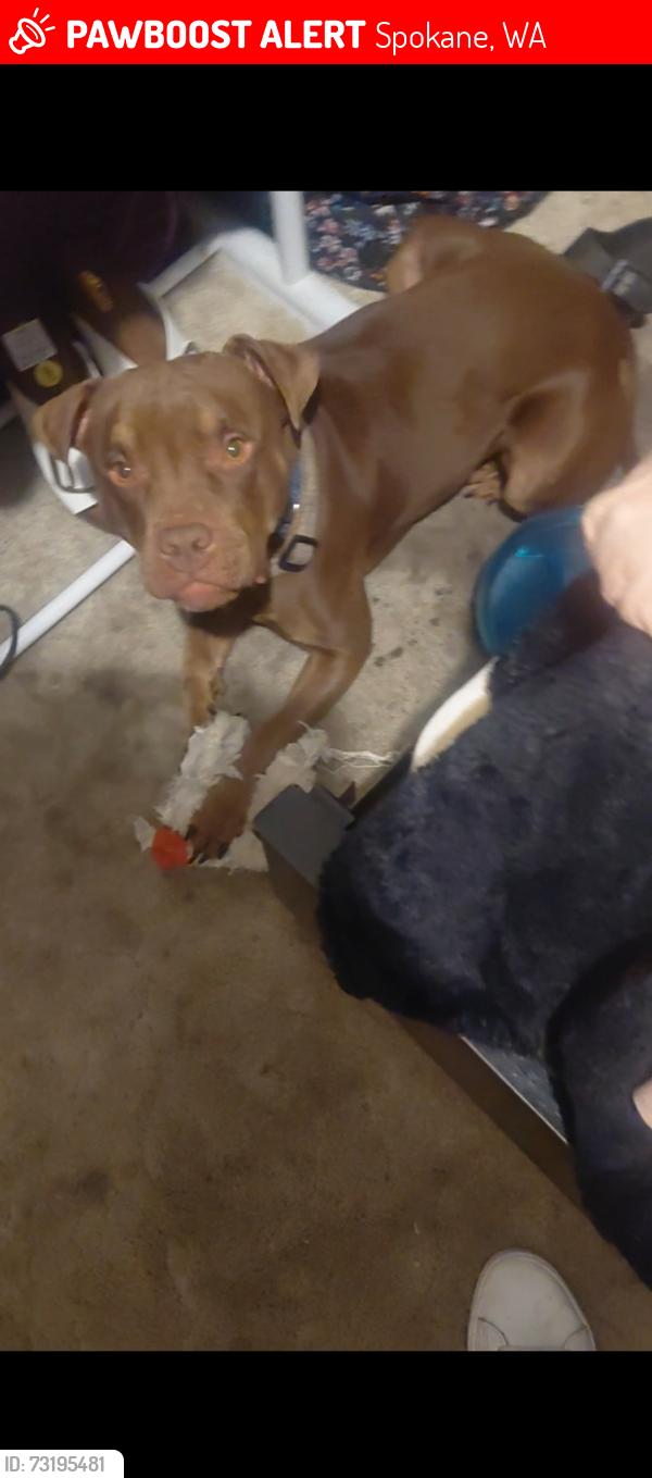 Lost Male Dog last seen Wellesley, Spokane, WA 99207
