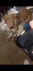 Lost Male Dog last seen Wellesley, Spokane, WA 99207