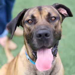 Shelter Stray Male Dog last seen , 2350 Appling City Cove, Memphis, TN 38133, USA