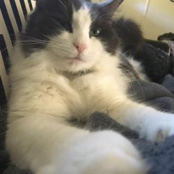 Shelter Stray Female Cat last seen , Animal Care & Control Team of Philly, 111 W Hunting Park Ave, Philadelphia, PA 19140, USA
