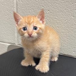Shelter Stray Male Cat last seen , 54687 Co Rd 19, Bristol, IN 46507, USA