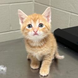 Shelter Stray Female Cat last seen , 54687 Co Rd 19, Bristol, IN 46507, USA