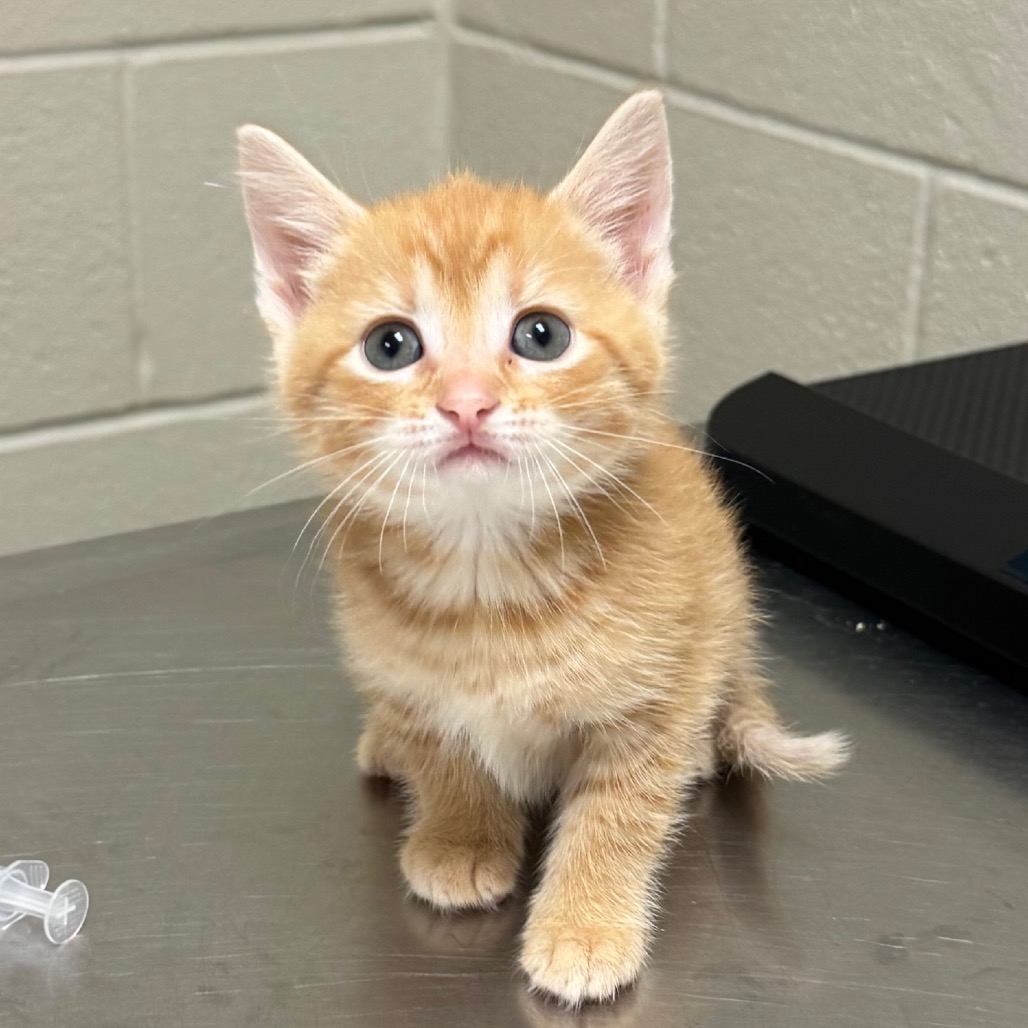 Shelter Stray Female Cat last seen , 54687 Co Rd 19, Bristol, IN 46507, USA