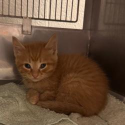 Shelter Stray Female Cat last seen , 54687 Co Rd 19, Bristol, IN 46507, USA