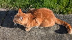 Lost Male Cat last seen Texas and Moore, Bellingham, WA 98229