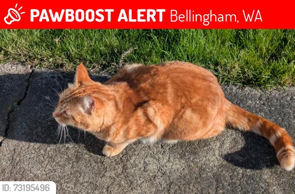 Lost Male Cat last seen Texas and Moore, Bellingham, WA 98229