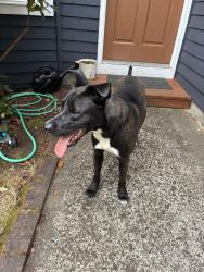 Found/Stray Male Dog last seen Hart / Murray (Highland), Beaverton, OR 97008