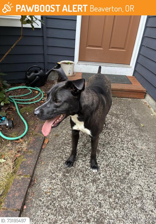Found/Stray Male Dog last seen Hart / Murray (Highland), Beaverton, OR 97008