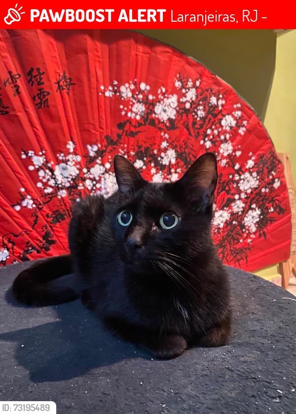 Lost Male Cat last seen Fundos da pedra/morro da Rua Professor Luís Cantanhede 47, Laranjeiras, RJ 22245-040