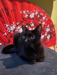 Lost Male Cat last seen Fundos da pedra/morro da Rua Professor Luís Cantanhede 47, Laranjeiras, RJ 22245-040