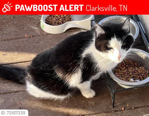 Lost Female Cat last seen Near blue spruce road 37043, Clarksville, TN 37043