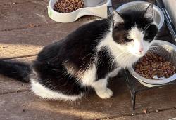 Lost Female Cat last seen Near blue spruce road 37043, Clarksville, TN 37043