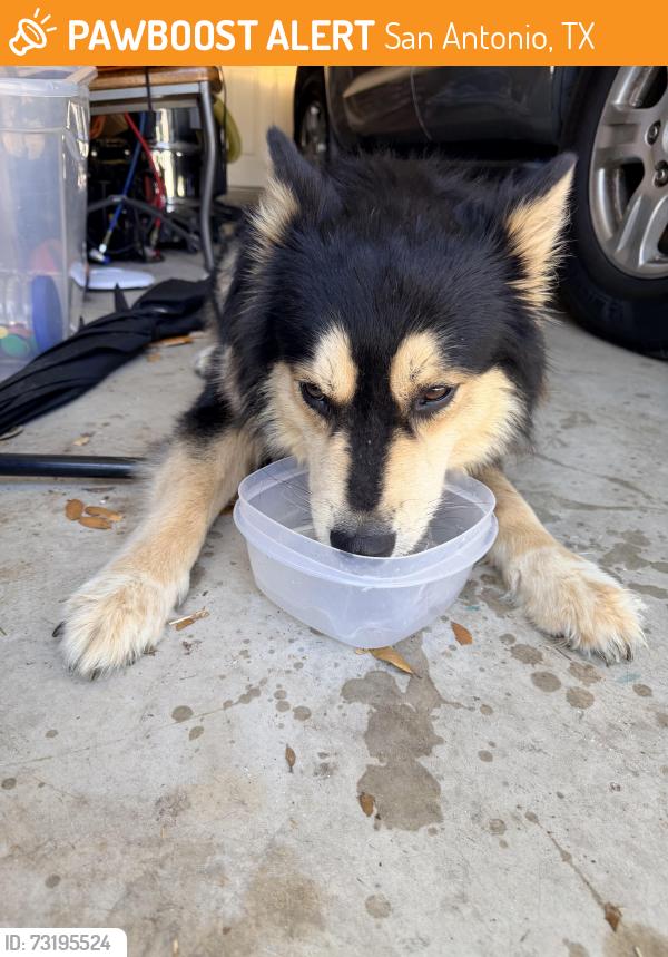 Found/Stray Male Dog last seen Alamo Ranch Parkway, San Antonio, TX 78253