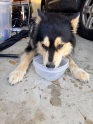 Found/Stray Male Dog last seen Alamo Ranch Parkway, San Antonio, TX 78253