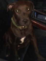 Reunited Male Dog last seen SW 15th St & SW H Ave, Lawton, OK 73501, USA, Lawton, OK 73501