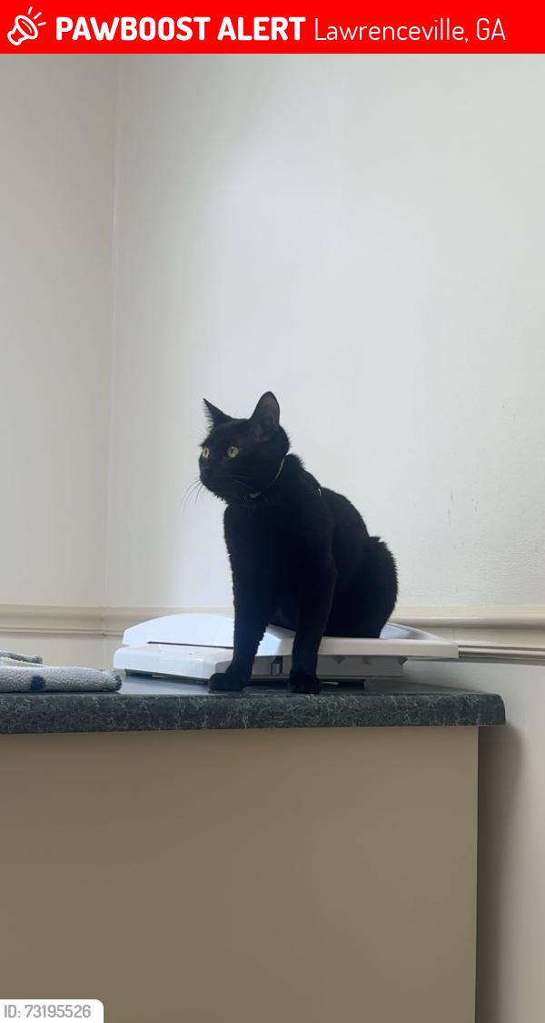 Lost Male Cat last seen Kroger, Lawrenceville, GA 30045
