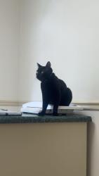 Lost Male Cat last seen Kroger, Lawrenceville, GA 30045