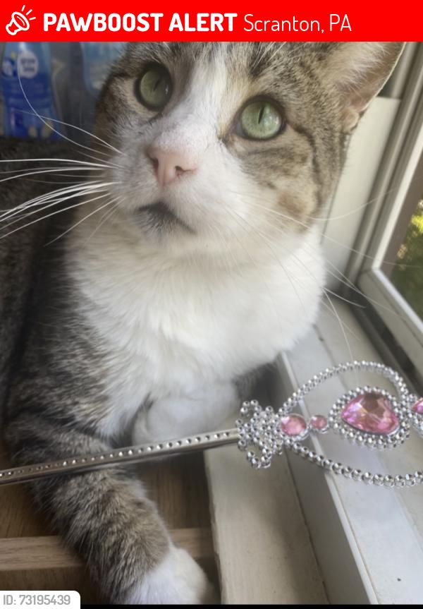Lost Male Cat last seen Clay ave, Scranton, PA 18510