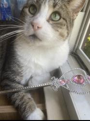 Lost Male Cat last seen Clay ave, Scranton, PA 18510