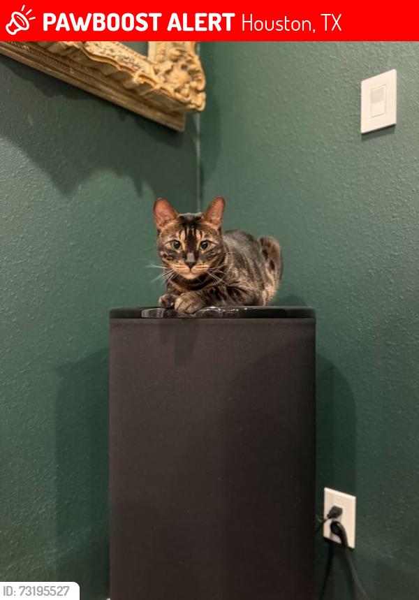 Lost Male Cat last seen Beall Street, Houston, TX 77008