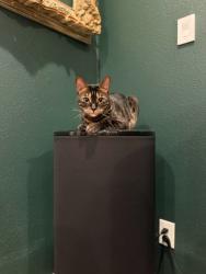 Lost Male Cat last seen Beall Street, Houston, TX 77008
