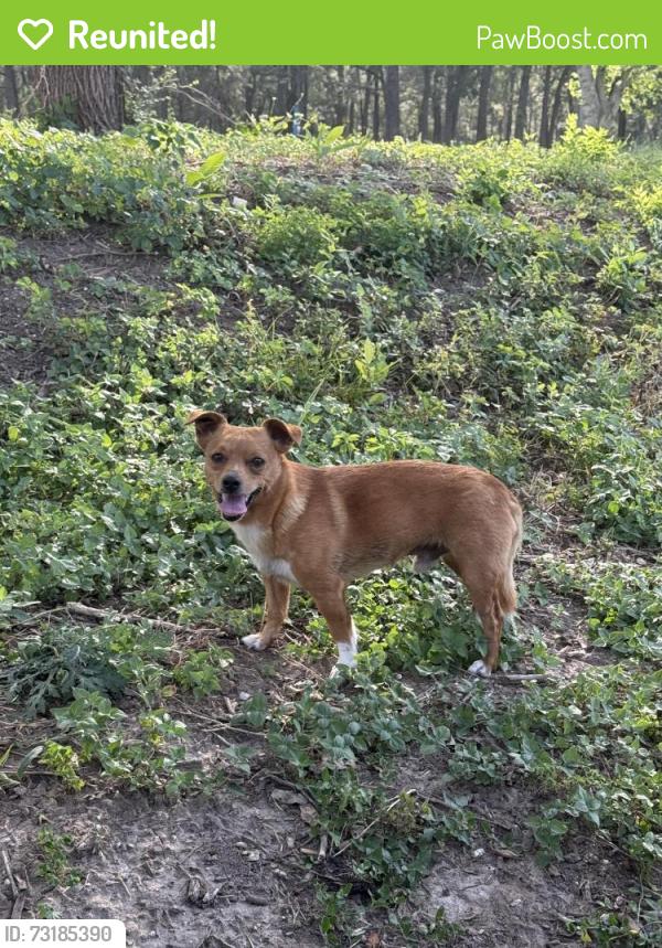 Reunited Male Dog last seen Onion creek soccer complex, Austin, TX 78744